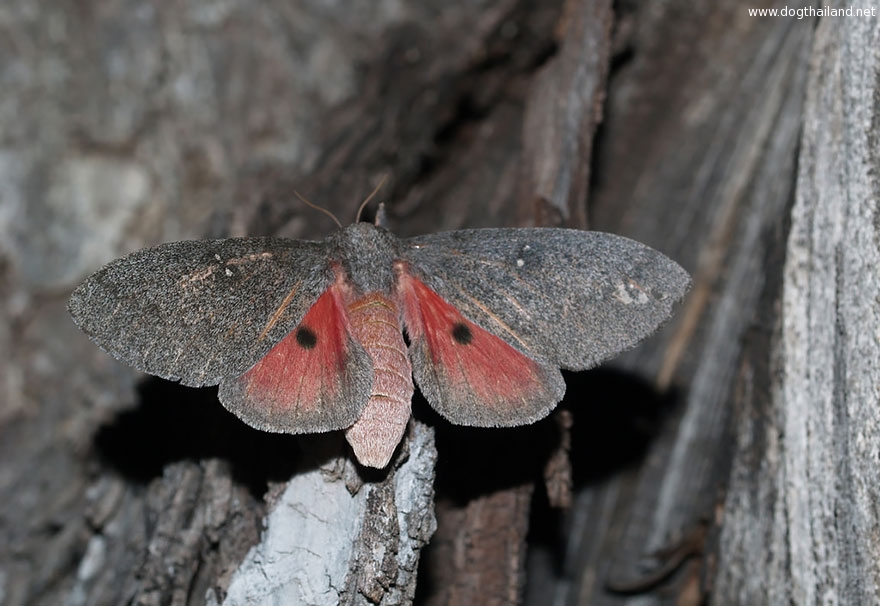 caterpillar-moth-butterfly-before-after-metamorphosis-13-2.jpg