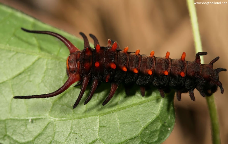 caterpillar-moth-butterfly-before-after-metamorphosis-14-1.jpg