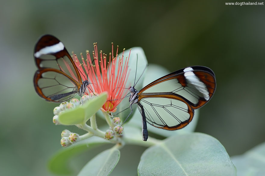 caterpillar-moth-butterfly-before-after-metamorphosis-8-2.jpg