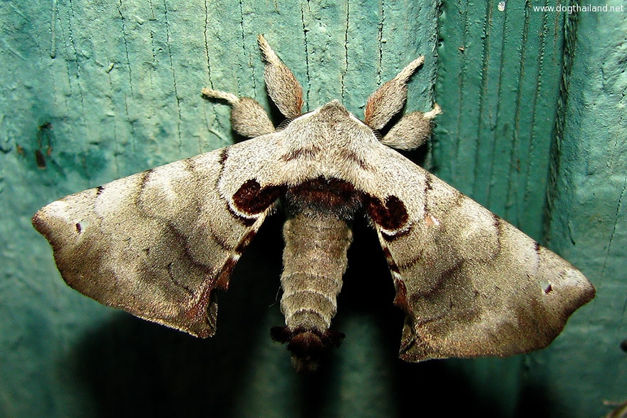 caterpillar-moth-butterfly-before-after-metamorphosis-15-2.jpg