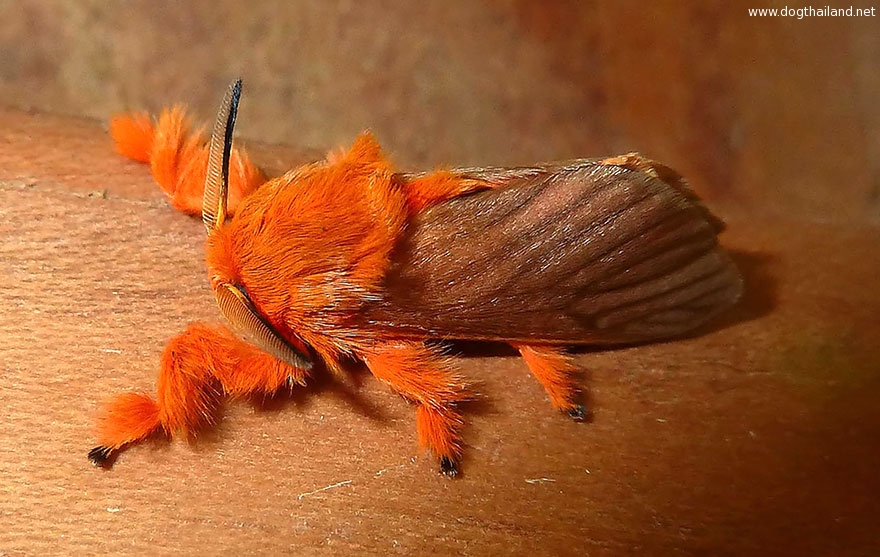 caterpillar-moth-butterfly-before-after-metamorphosis-11-2.jpg