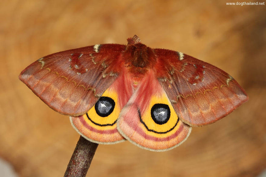 caterpillar-moth-butterfly-before-after-metamorphosis-17-2.jpg