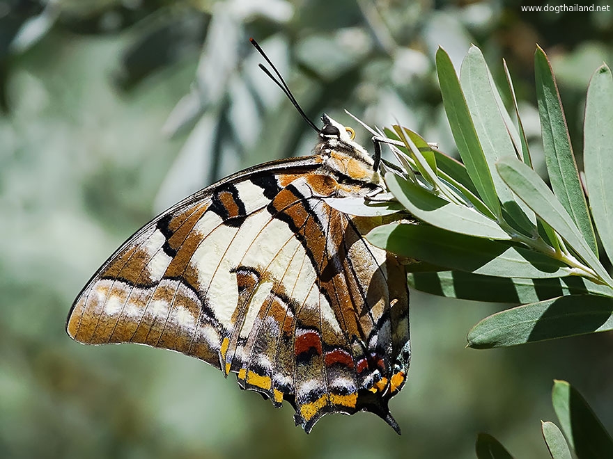caterpillar-moth-butterfly-before-after-metamorphosis-18-2.jpg