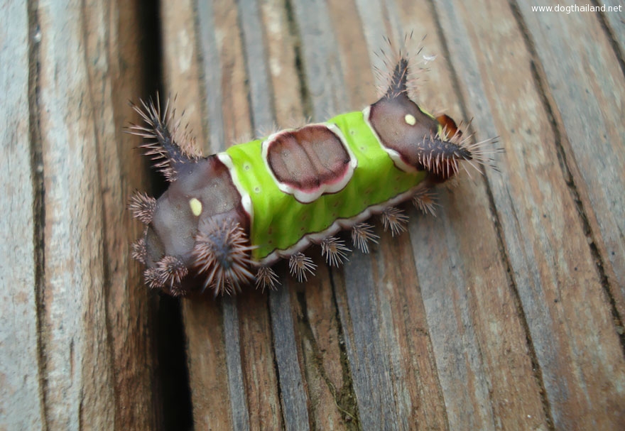 caterpillar-moth-butterfly-before-after-metamorphosis-3-1.jpg