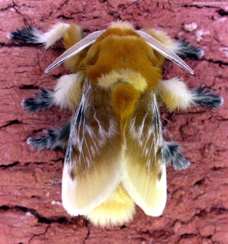 caterpillar-moth-butterfly-before-after-metamorphosis-12-2.jpg