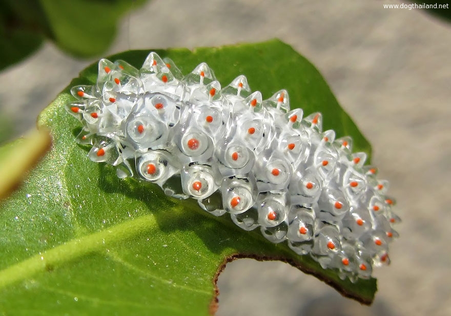 caterpillar-moth-butterfly-before-after-metamorphosis-11-1.jpg