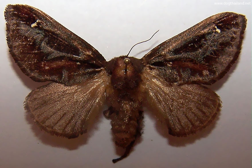 caterpillar-moth-butterfly-before-after-metamorphosis-3-2.jpg