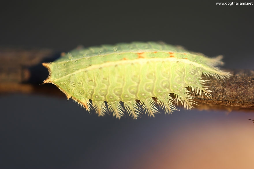 caterpillar-moth-butterfly-before-after-metamorphosis-4-1.jpg