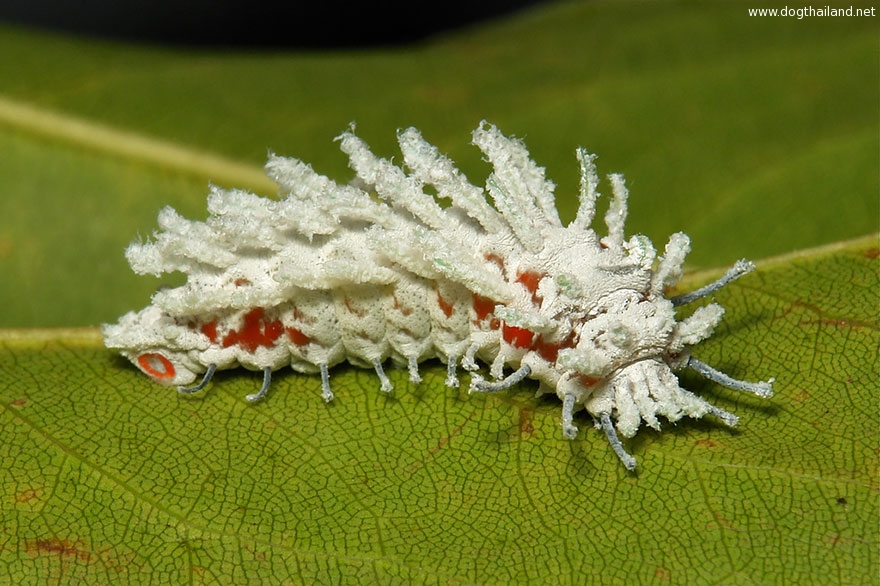 caterpillar-moth-butterfly-before-after-metamorphosis-20-1.jpg