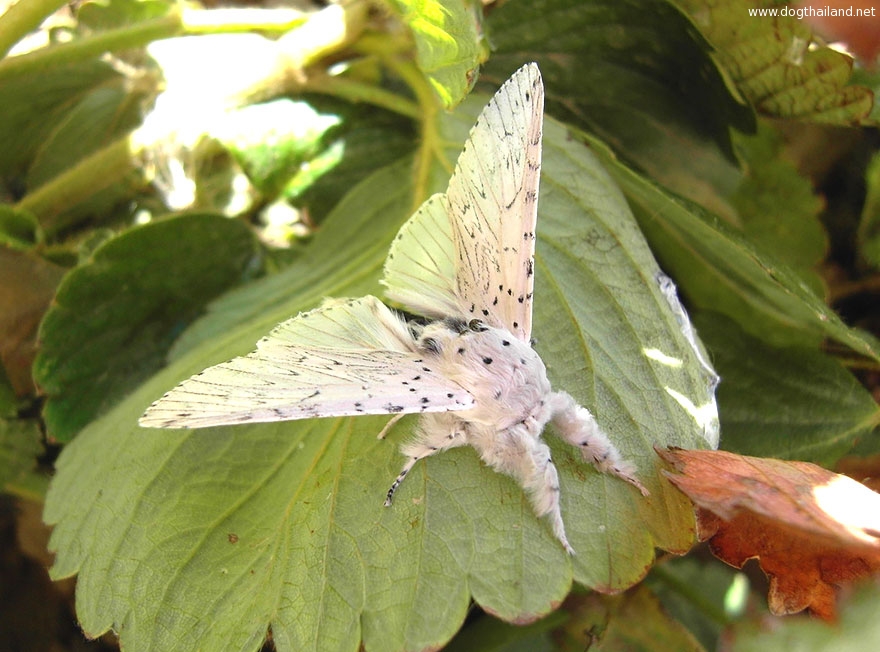 caterpillar-moth-butterfly-before-after-metamorphosis-21-1.jpg