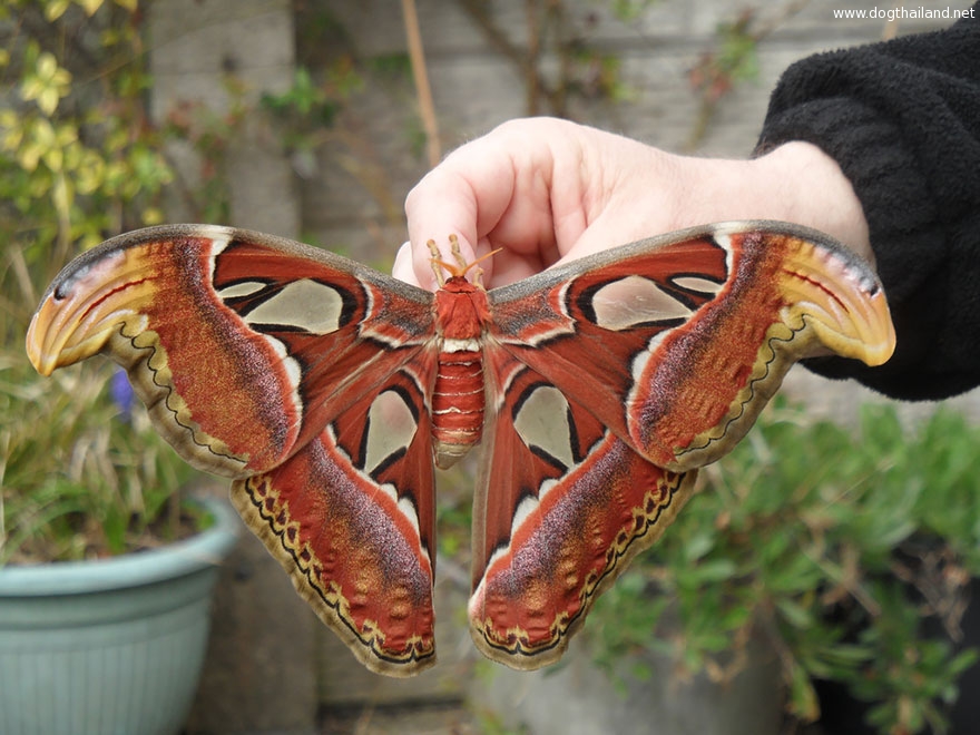 caterpillar-moth-butterfly-before-after-metamorphosis-20-2.jpg