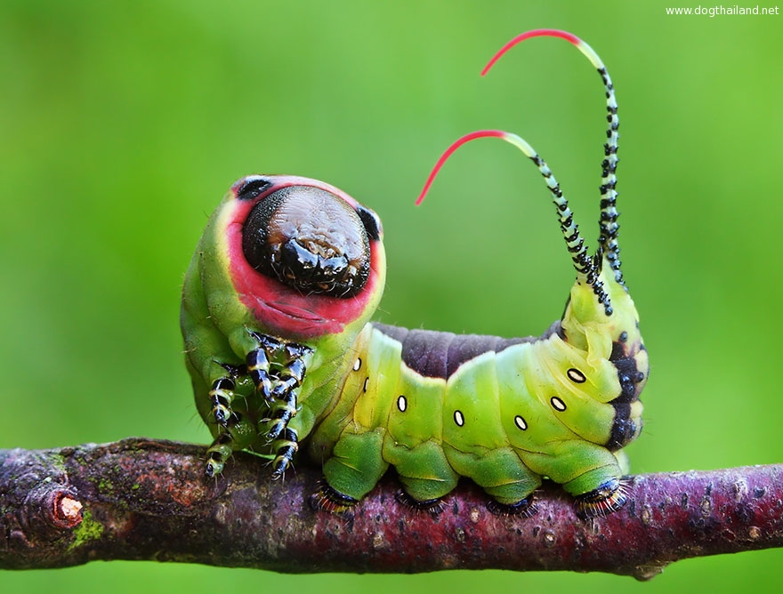 caterpillar-moth-butterfly-before-after-metamorphosis-21-2.jpg