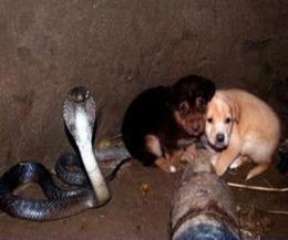 ลูกสุนัขน่ารัก 2 ตัวตกหลุม แต่โชคดีที่มีแม่งูคอยปกป้อง ดีนะแม่งูไม่จับกิน