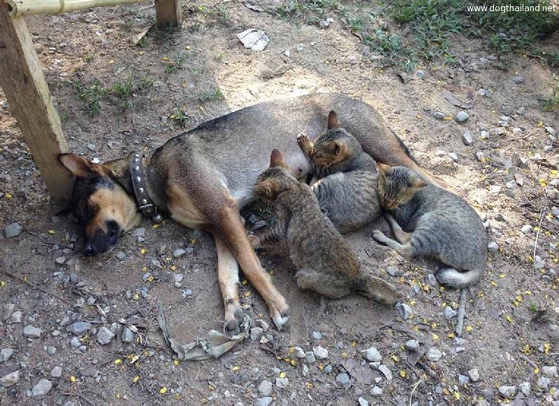 แม่หมาแท้ง-เจอแมวเด็ก 4 ตัว คิดว่าเป็นลูก-ให้นมกินราวกับเป็นลูกตัวเอง