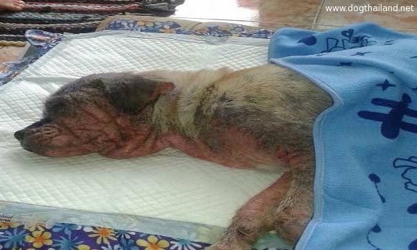 หมาปั๊กที่ถูกทารุณ ขมขืนโดยมนุษย์ ได้หมดกรรมแล้ว ขณะเจ้าของใหม่กำลังพาไปคลีนิค