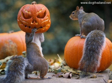 ช่างภาพอังกฤษสุดเจ๋ง จับภาพนาทีเด็ด กระรอกป่าแอบขนฟักทองวันฮาโลวีน