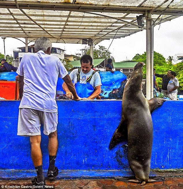 สิงโตทะเลขึ้นมาขอปลาทูน่าจากพ่อค้าปลา จนเกิดภาพน่ารักน่าชังแบบนี้