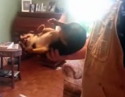 คลิปน่ารักๆ น้องหมาหวงตัว แกล้งตายทันทีที่มีคนมาจับตัว