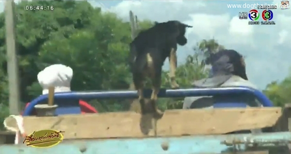 น้องหมาน่ารัก ทรงตัวบนรถอีแต๋นขั้นเทพ ใช้เท้าเกาะแผ่นไม้นิดเดียว เก่งไปแล้ว