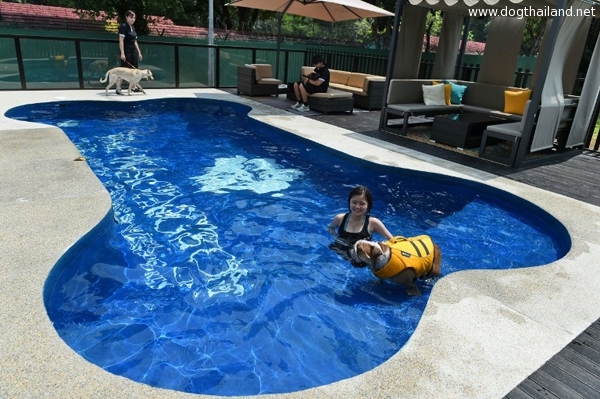 สิงคโปร์ เปิดโรงแรมสัตว์เลี้ยงสุดหรู มีรถลีมูซีนรับส่งอีกด้วย โอ้ว