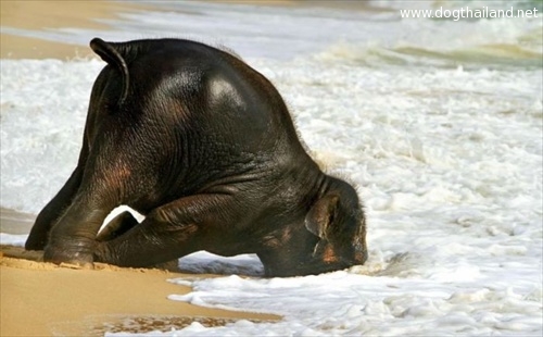 ภาพช้างน่ารักๆ เล่นน้ำทะเล น่าเอ็นดู  Fun and Cuteness of Baby Elephant on Beach.