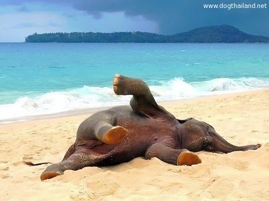 Baby-elephant-playing-in-the-beach-for-the-first-time.jpg