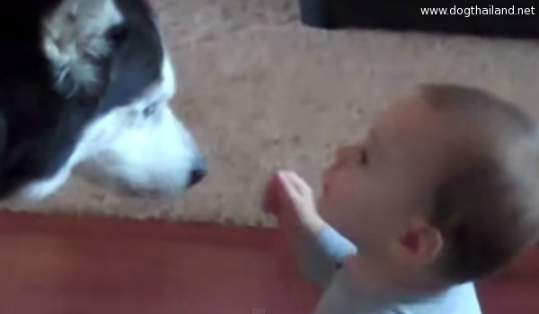 คลิปน้องหมากับเด็ก คุยกันรู้เรื่องด้วย ฮาๆน่ารักสุดๆ