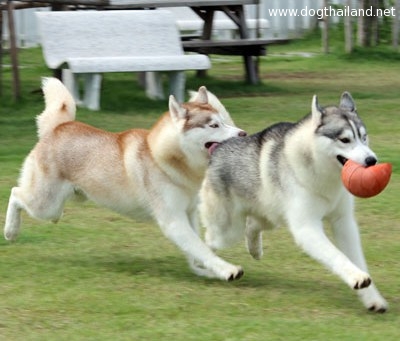 สวนสุนัข หรือ Dog Park วัชรพล กรุงเทพ เปิดแน่ปี 2558