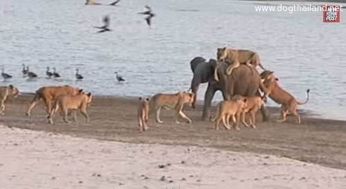 คลิปนาทีชีวิตช้าสู้ตายไม่ยอมตกเป็นอาหารของฝูงสิงโต 14 ตัว คิดว่ารอดไหมมาดู