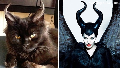 แมวไม่เหมือนแมว เมื่อน้องแมวหน้าเหมือนคนดัง เอาหล่ะสิ เป๊ะเว่อร์