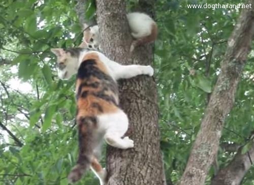 คลิปสัตว์เลี้ยงน่ารัก แม่แมวสอนวิธีลงจากต้นไม้ให้กับลูก