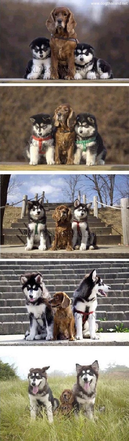 ไซบีเรีย เด็กสองตัว เราโตมาด้วยกัน จากพี่ใหญ่กลายเป็น