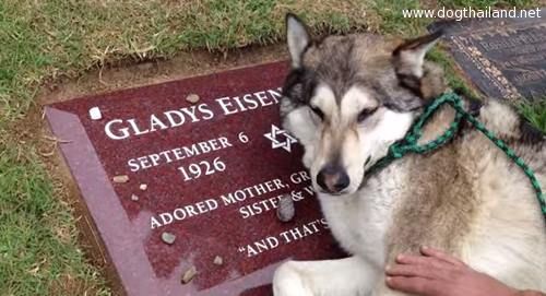 คลิปหมาร้องไห้ สุดซึ้ง! น้องหมาร้องไห้ สะอื้น ที่หลุมศพเจ้านาย