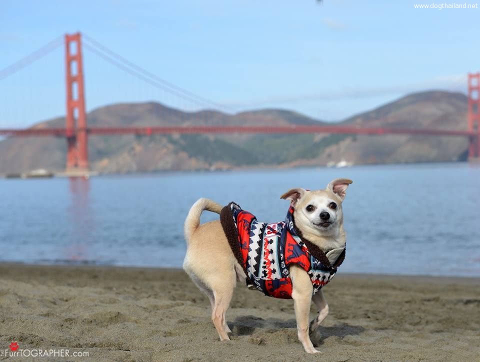 ฟรีด้า สุนัขพันธุ์ชิวาวาเป็นนายกเทศมนตรี รณรงค์หาบ้านพักให้สุนัข ซานฟรานซิสโก