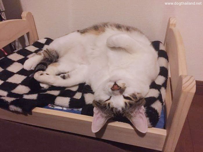 ikea-duktig-bed-hack-cat-bed-13.jpg