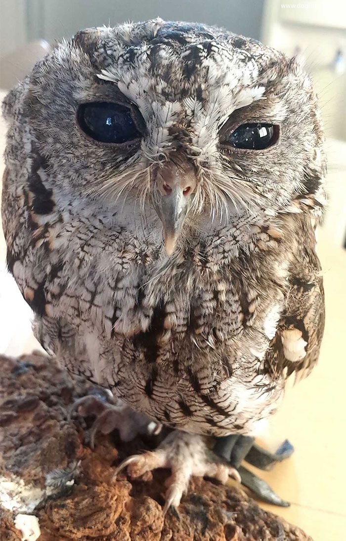 rescued-blind-owl-zeus-1.jpg