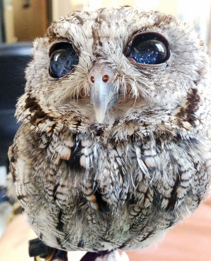 rescued-blind-owl-zeus-6.jpg