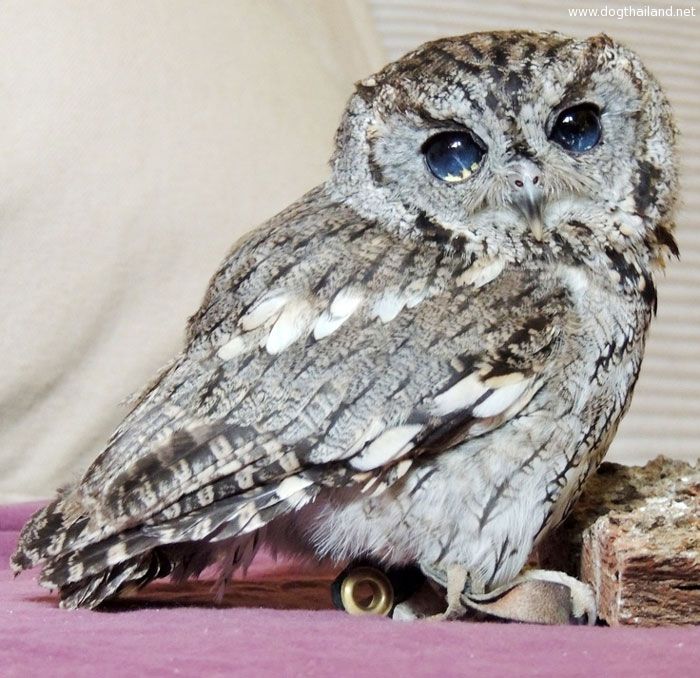 rescued-blind-owl-zeus-7.jpg