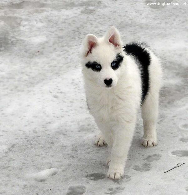 สุนัขพันธุ์ ยาคูเชียน ไลก้า หมาแพนดี้ น่ารักยังกับหมีแพนด้า