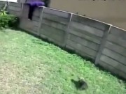 คลิปโจรเจอหมาน้อยตัวเล็กๆน่ารักเฝ้าบ้าน ไล่เห่า ตกใจหนีแทบไม่ทัน