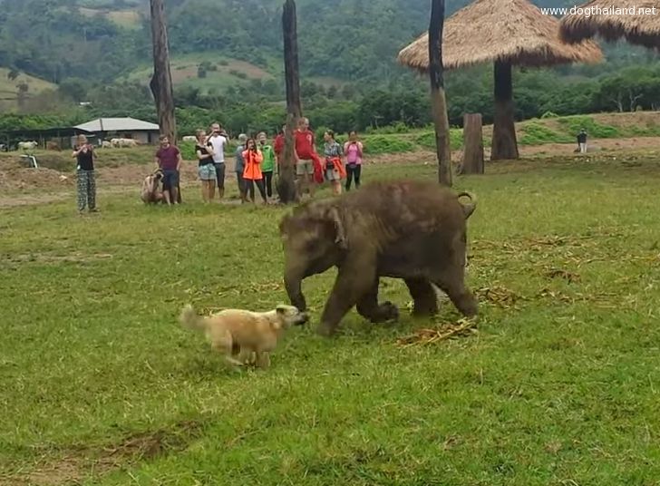 คลิปน่ารัก เจ้าขาว สุนัขพันธุ์ไทย เพื่อนซี้ น้องยินดี ช้างน้อยวิ่งเล่นกันน่ารัก