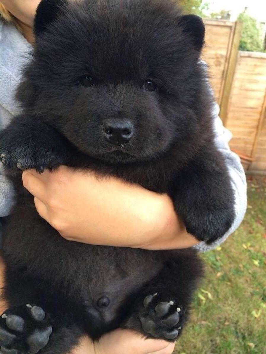 Dog  looks like Bears หมาหรือหมีกันนะ น่ารักแบบนี้
