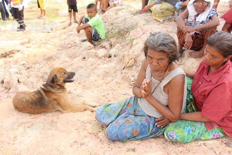 สุนัขซื่อสัตย์เจ้านายจมน้ำตาย กระโดดลงไปหา-เห่าเรียกคนช่วย