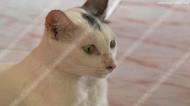 จับแล้ว โจรลักลูกแมว อ้างขโมยไปเลี้ยงเพราะน่ารัก