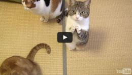 แมวน่ารัก คลิปเจ้าเหมียวน้อยไหว้ขออาหารจากเจ้าของ น่าเอ็นดู