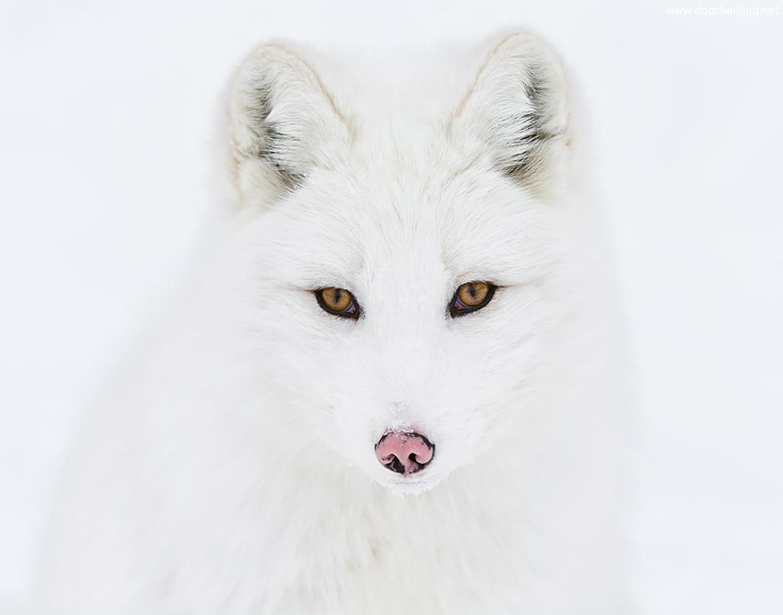 หมาจิ้งจอก สุนัขจิ้งจอก ที่สวยที่สุดในโลก สายพันธ์ไหนบ้างมาดู