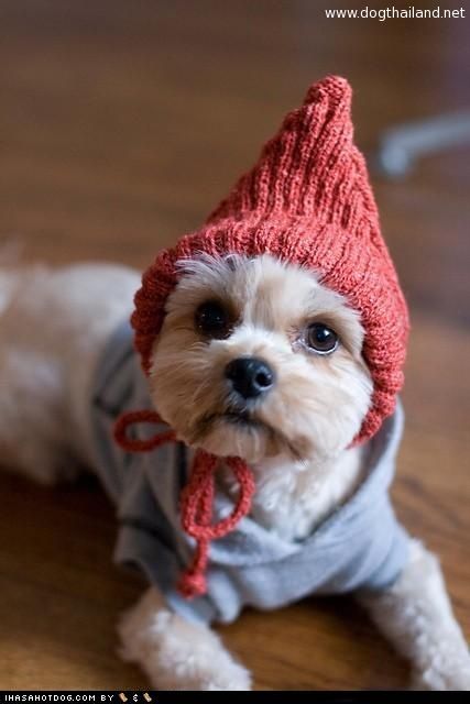 หมวกน้องหมา แฟชั่น หมวกน่ารักๆ สุนัข แมว แฟชั่นหมวกสัตว์เลี้ยง