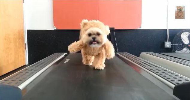 หนาวแล้ว ออกกำลังกายกัน น้องหมาวิ่งลู่วิ่งออกกำลังกาย เก่งไปแล้วนะ