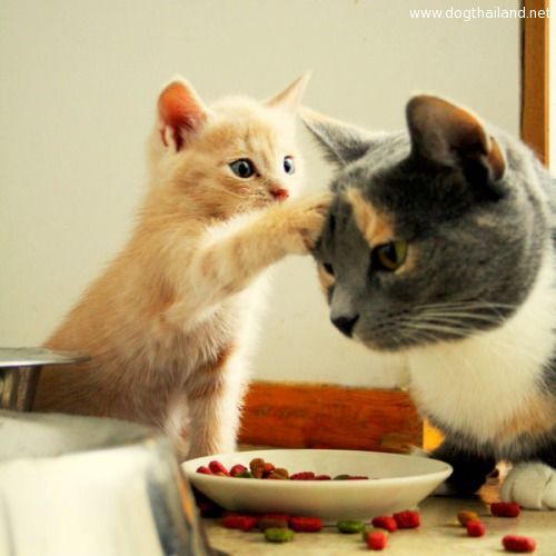 หมาน่ารัก แมวน่ารัก ภาพอาร์ตๆ มากที่สุด น่ารักที่สุด ตลก ฮา ทะเล้นสุดๆ