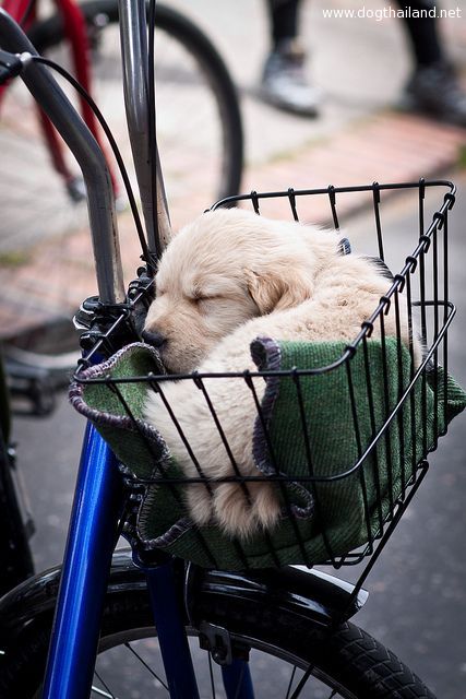 รูปหมาน่ารัก น่าเลี้ยง ภาพแมวน่ารักๆ ที่สุดในโลก มากมาย เพียบ